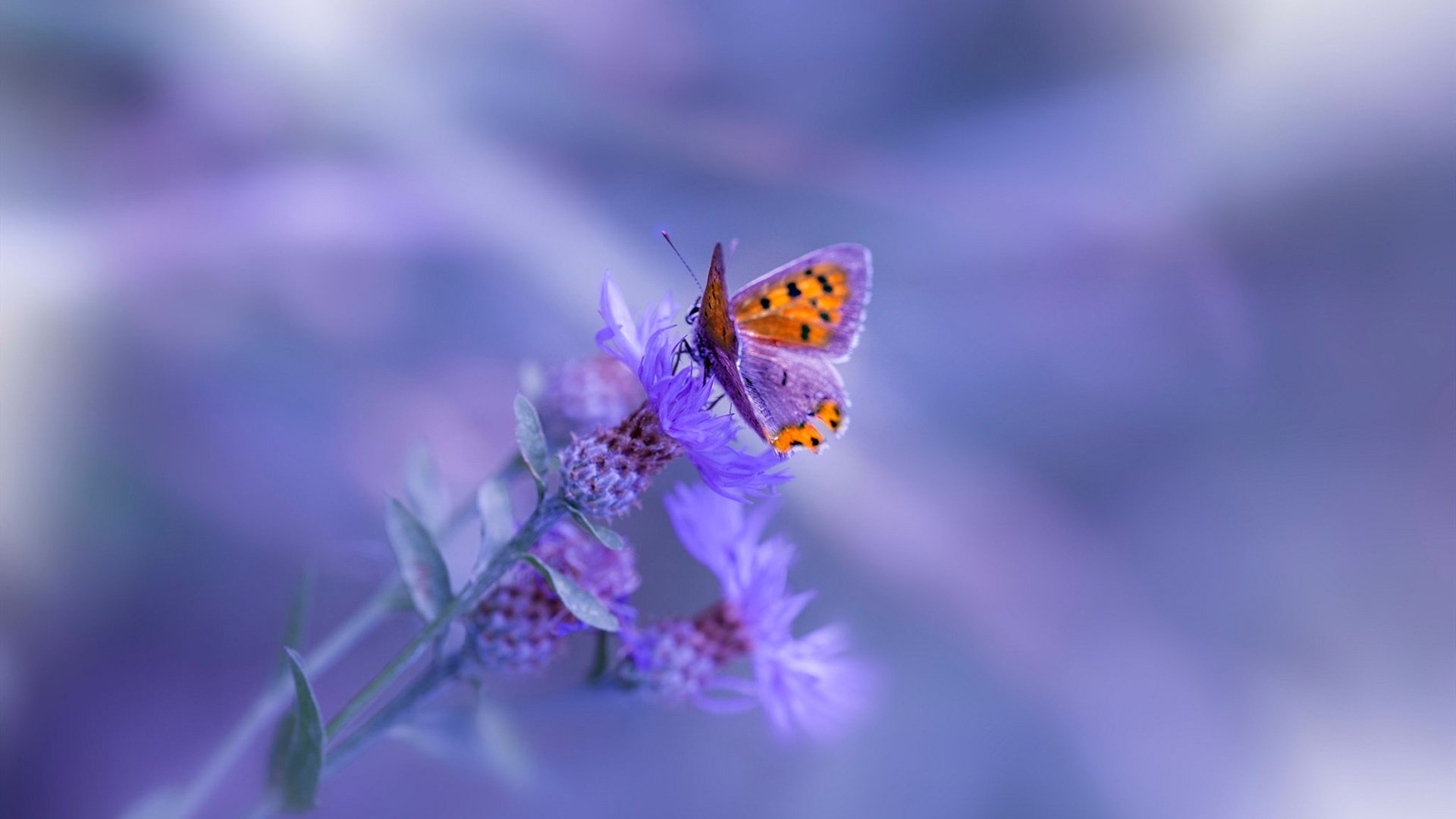 跨界主宰，当拉文在欧冠半决赛接管比赛，湖人的争冠之路正被重新定义