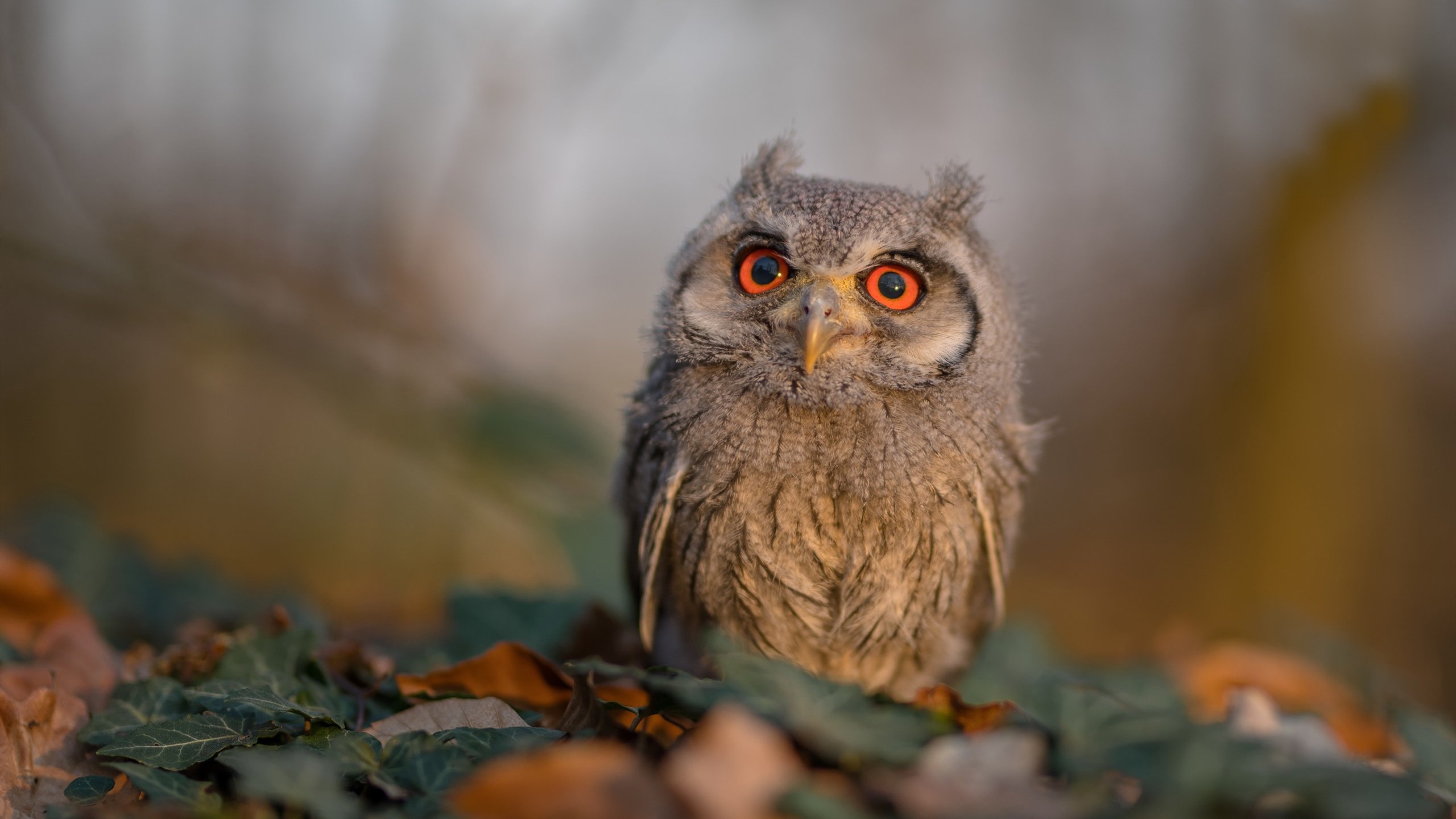错位时空，当米切尔的节奏感在费城奏响