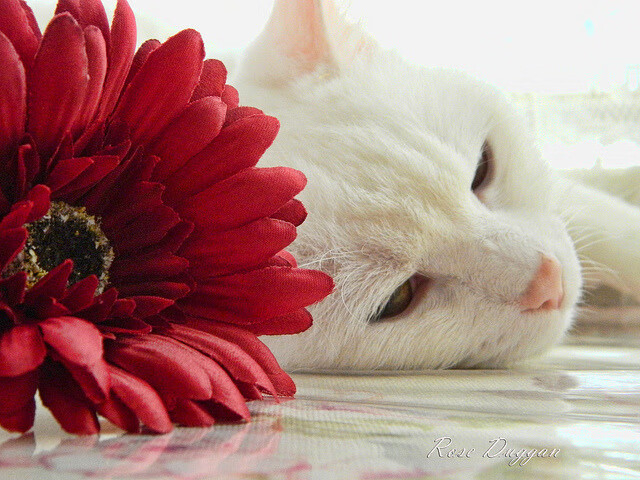 火力网笼罩温布利，法国惊雷三连击终结英格兰西决梦