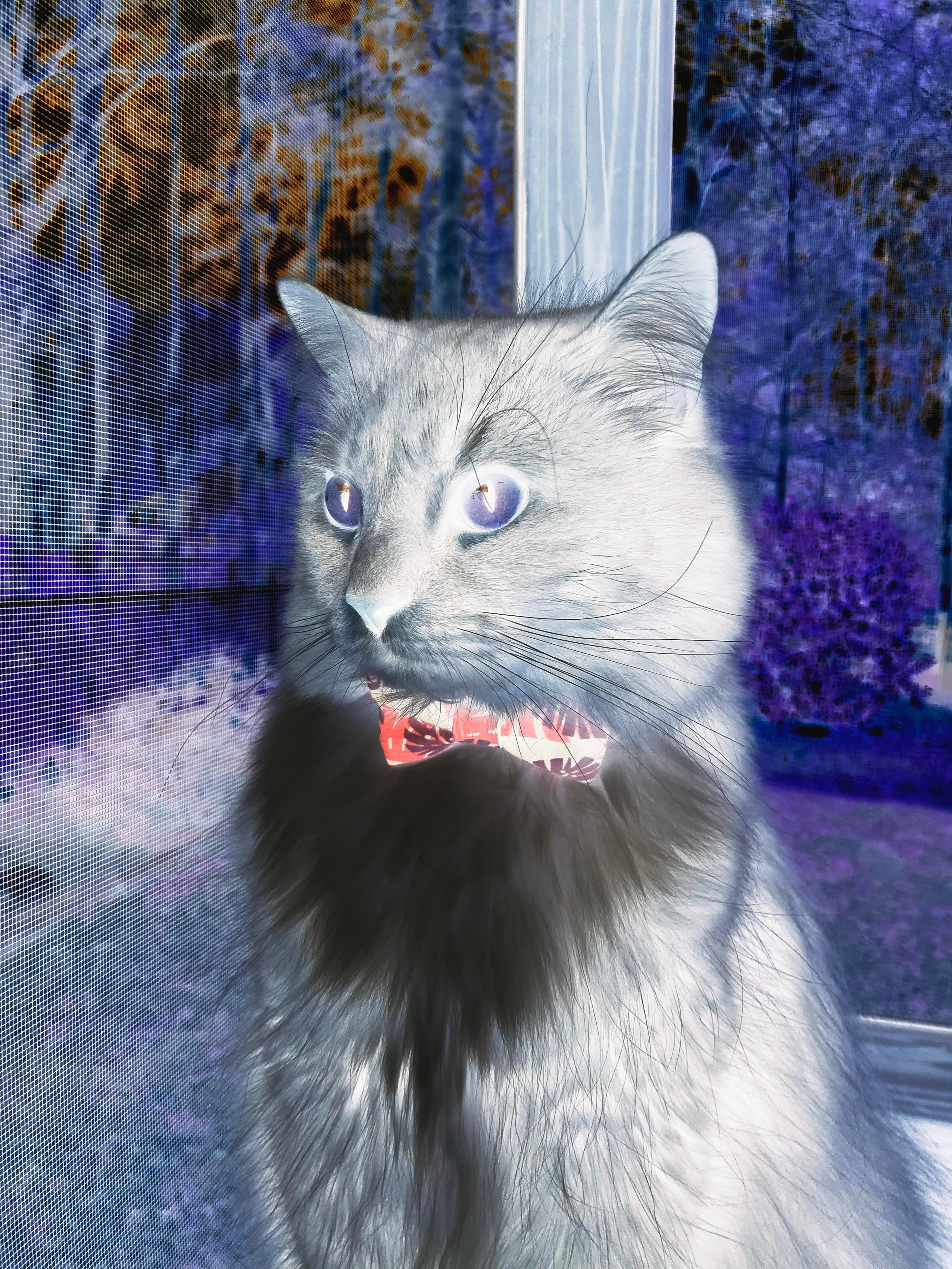 欧冠惊魂夜！切尔西客场2-1爆冷比利时豪门，袖珍巨人坎特一传一射主宰战局