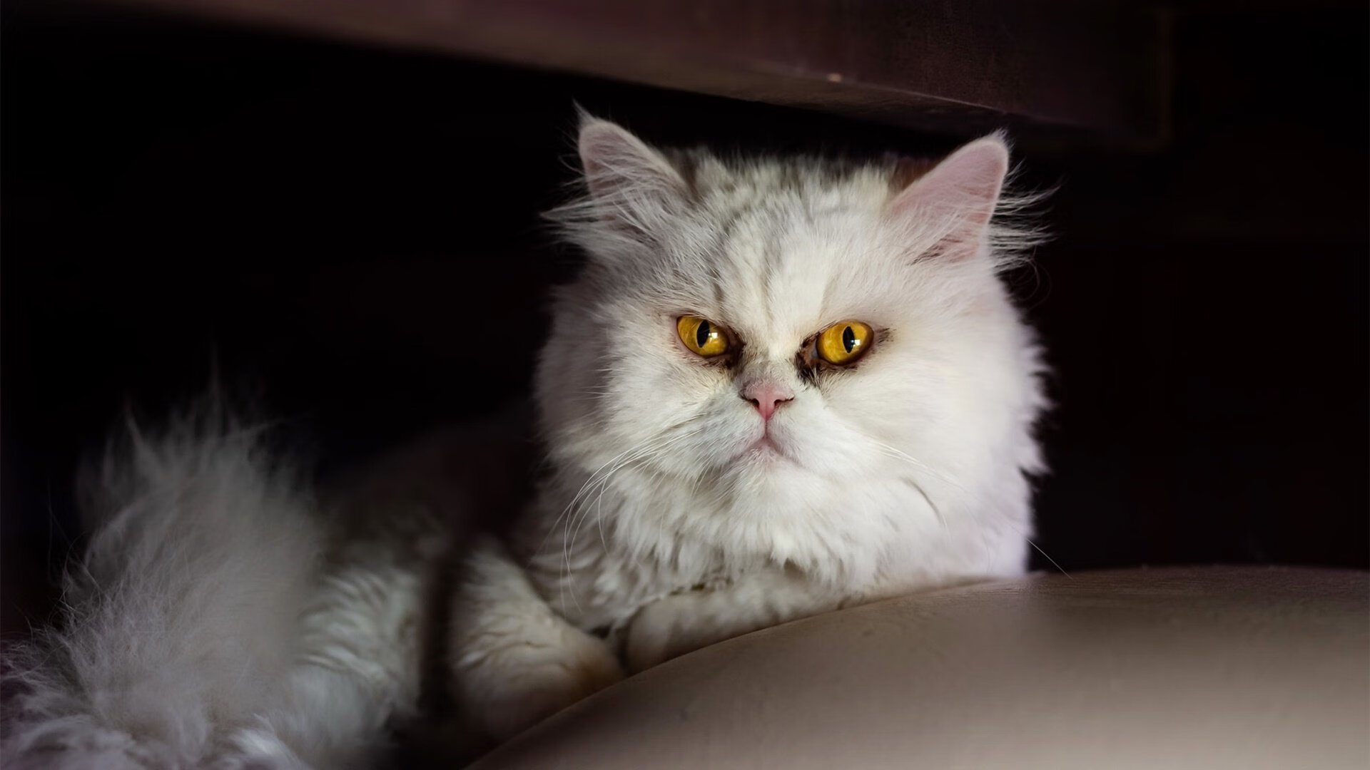 双线狂飙，F1街道赛焦点战与北京队强行终结吉林队的竞技启示