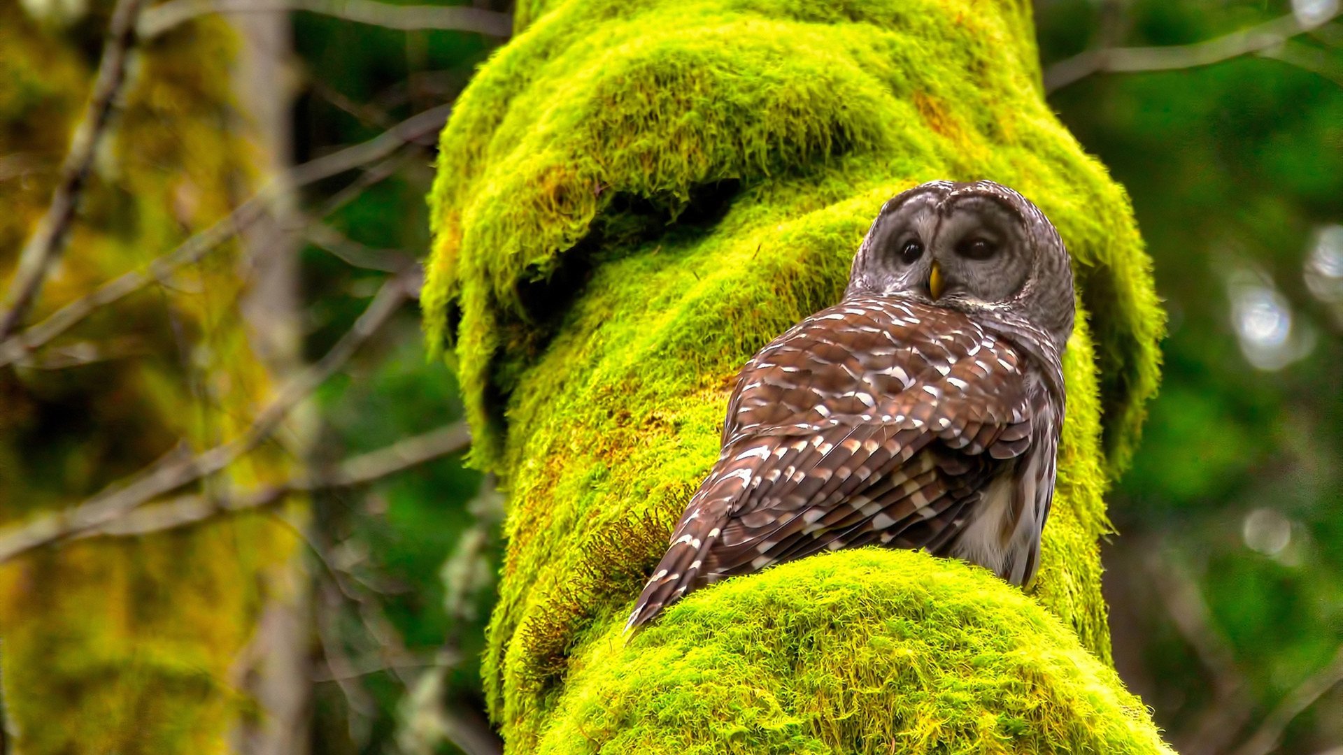 爱德华兹火力全开，鹈鹕末节一波流击溃开拓者