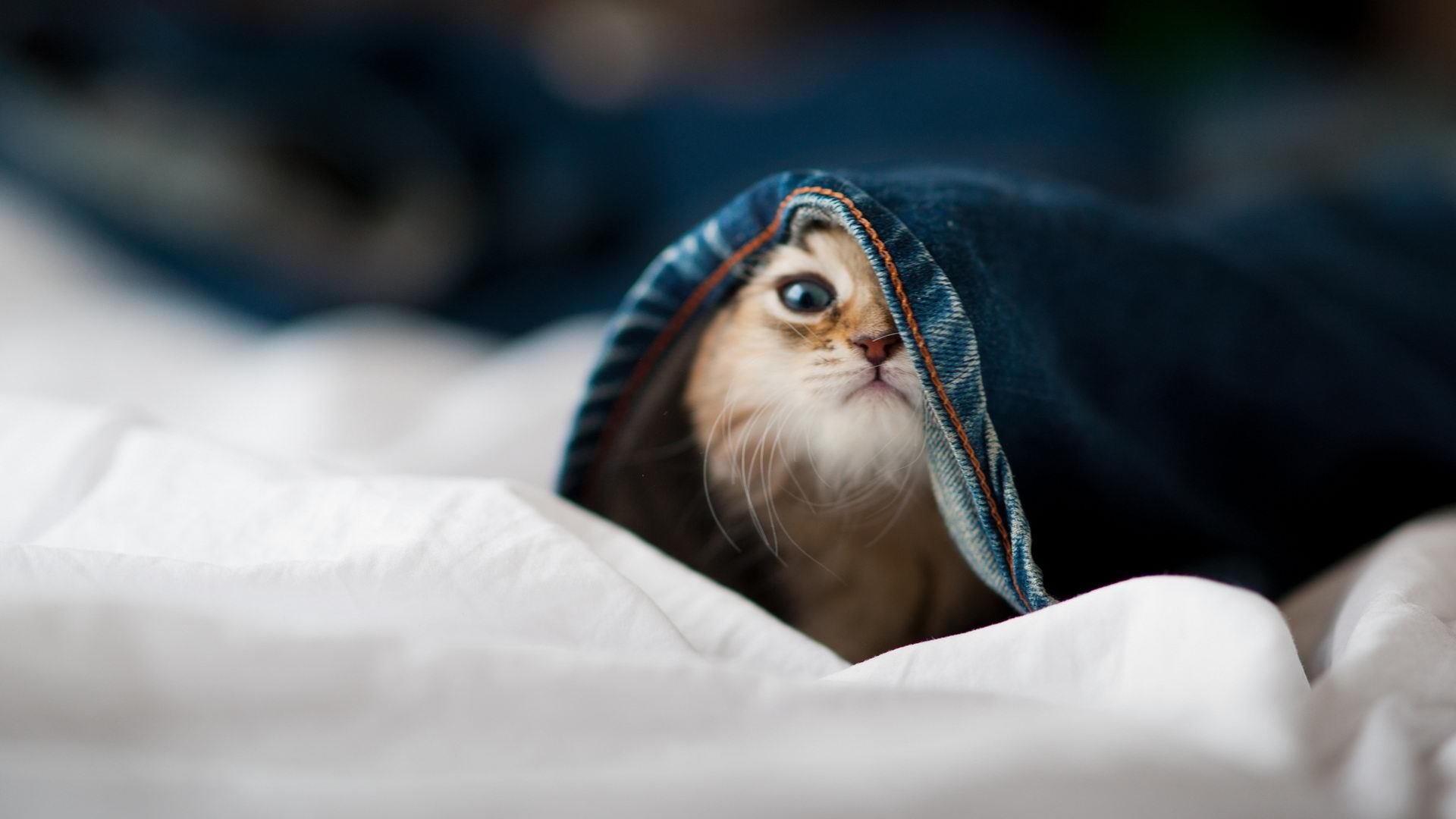 当东方水泥森林遇见西方牛仔，上海式防守如何为东契奇铺就封神之路