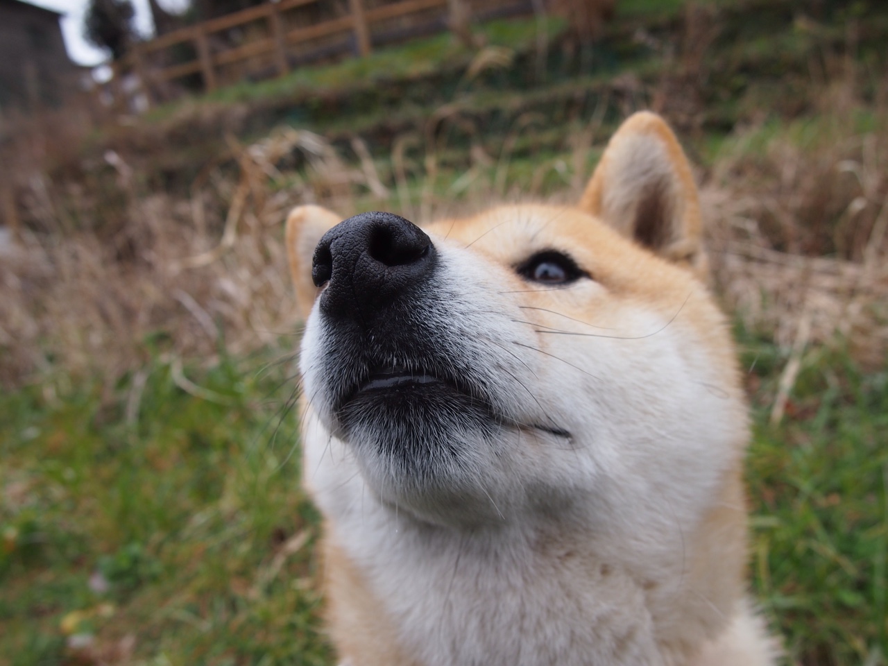绝境怒吼，北欧战士迪亚斯一人拯救挪威，逆转卡塔尔书写新传奇