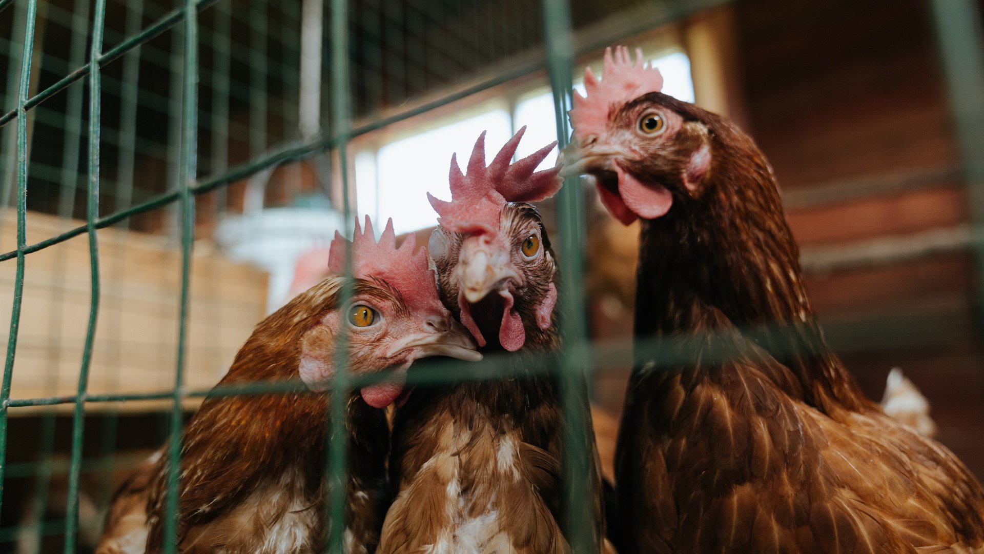 跨界传奇，骑士绝杀灰熊之夜，恩比德的意甲奇幻接管