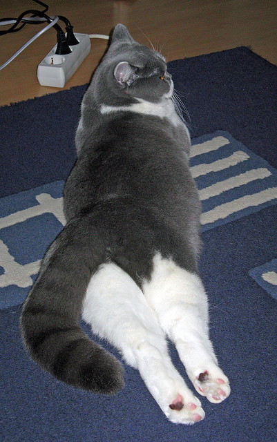 败者的王冠,克瓦拉茨赫利亚用统治级数据,在葡萄牙的胜利上刻下孤傲签名