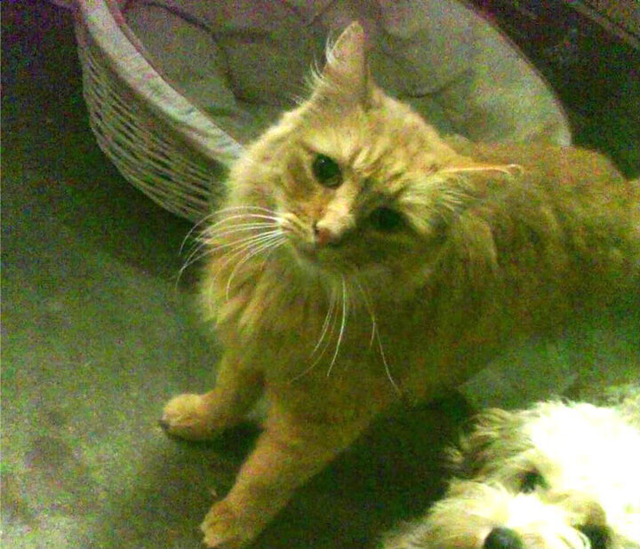 从卡迪夫城到马德里，2018，足球防线的历史拐点