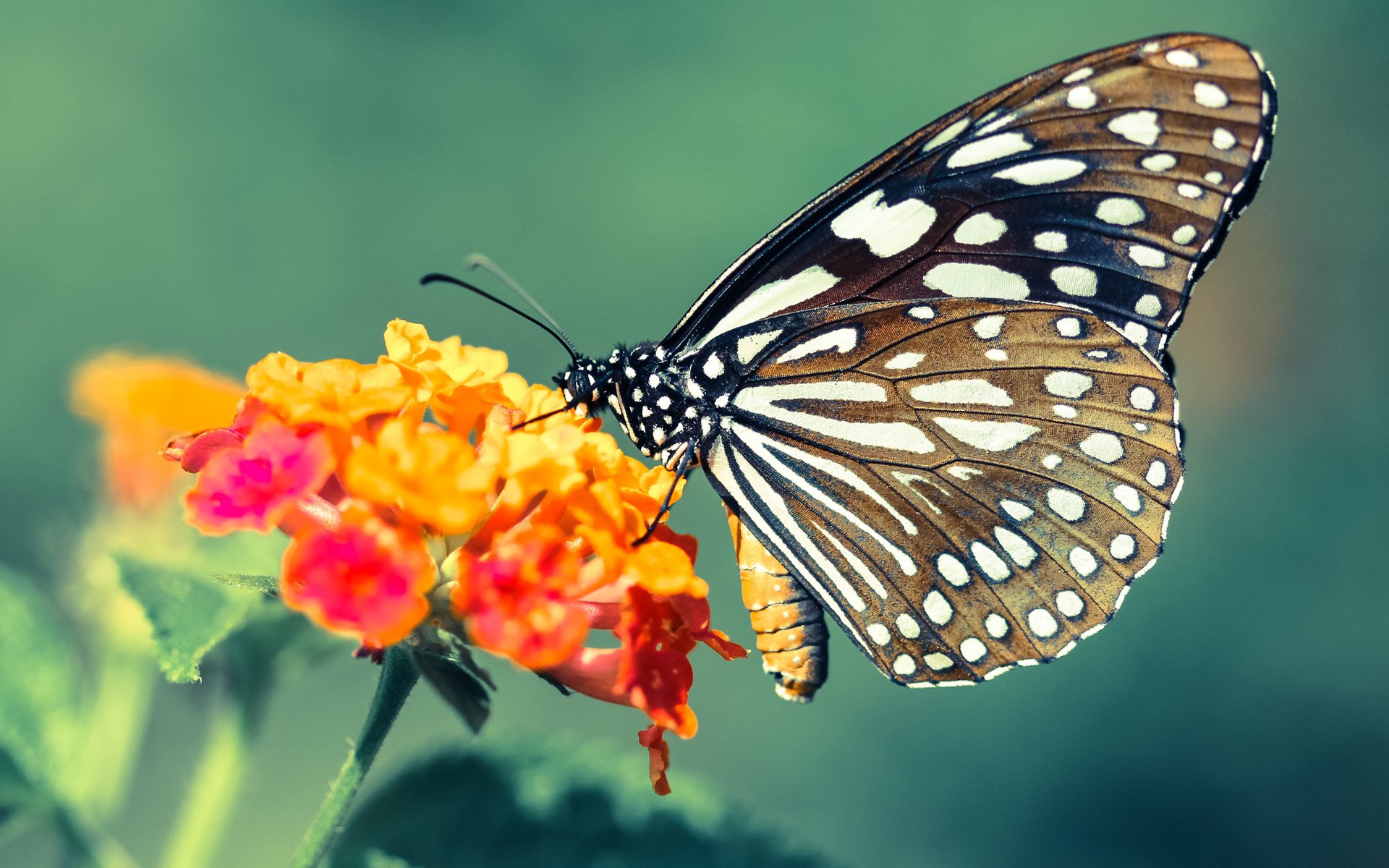 跨越太平洋的篮球交响，从黄蜂的团队风暴到拉文的孤星闪耀