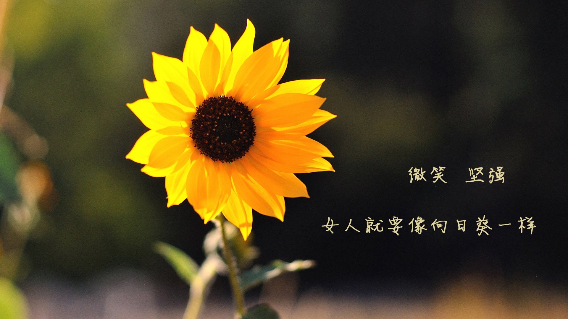 B费黄金一击,智利在狂攻中撕碎航海家的宿命罗盘